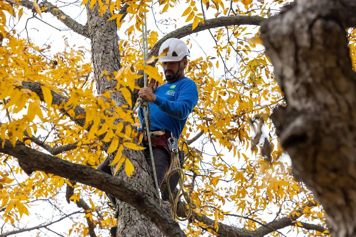 Skilled Tree Planing crew working in Aubrey